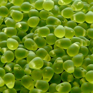 80pcs Czech Pressed Glass Teardrop Beads 4x6mm Olivine Matte