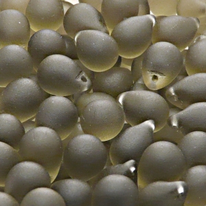 10pcs Czech Pressed Glass Teardrop Beads 10x14mm Black Diamond Matte